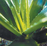 Aloe Vera Verarbeitung - Aloe Vera Gel - Aloe Vera bei Diabetes Mellitus - Verarbeitung von Aloe Pflanzen - Aloe Vera Pflanze selber ernten - Salicylsäure - getrocknet