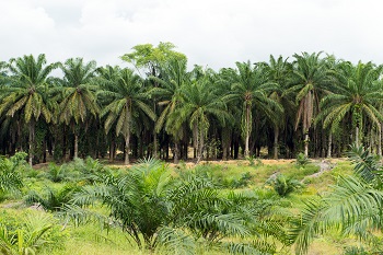 Ist Bio-Palmöl nachhaltig?