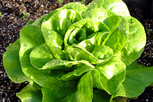Urban Gardening, Salat und Schadstoffe