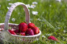 Schlemmen im Mai: Erdbeeren