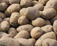 Kochen im April: Kartoffelgratin