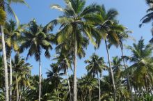 Palm- und Kokosblütenzucker