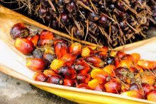 Gibt es nachhaltiges Palmöl? 