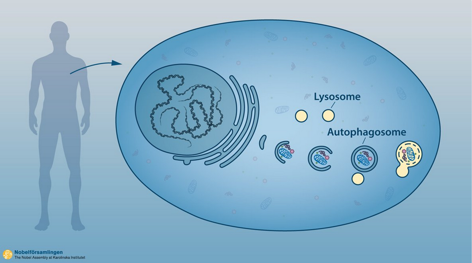 Autophagie: Können sich durch Fasten Körperzellen selbst reinigen?