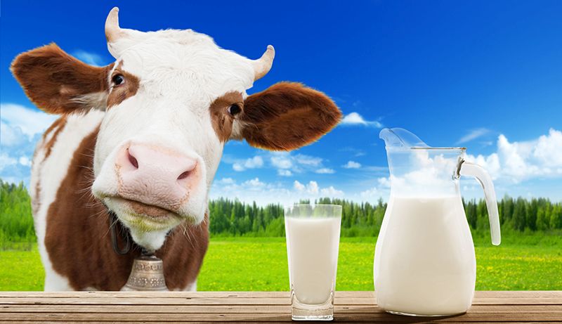 Gesunde Milch  von glücklichen Kühen?