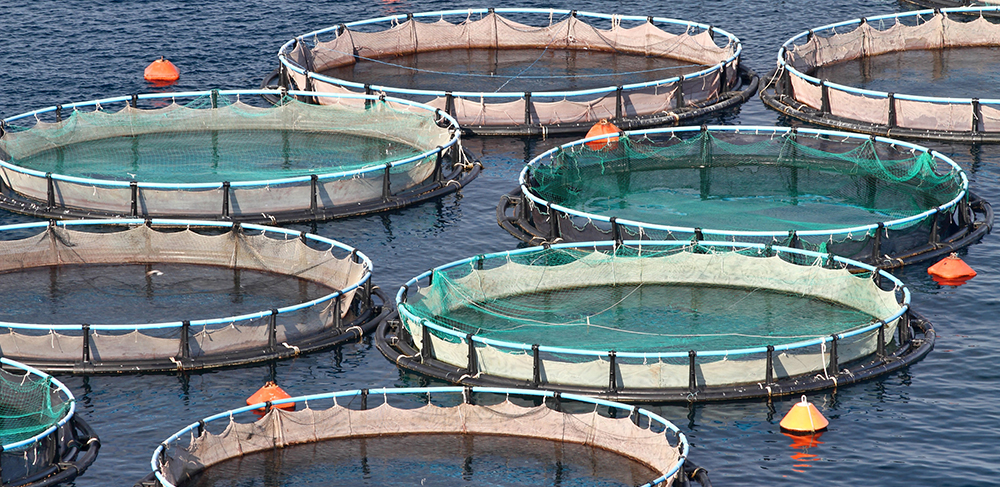 Wie nachhaltig ist Aquakultur?